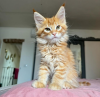 Photo №1. maine coon - for sale in the city of Porrentruy | 423$ | Announcement № 116307