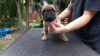 Photo №1. french bulldog - for sale in the city of Штутгарт | 350$ | Announcement № 117880