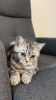 Photo №1. british shorthair - for sale in the city of Kaunas | 402$ | Announcement № 123334