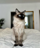 Photo №1. ragdoll - for sale in the city of Гамбург | 423$ | Announcement № 101791
