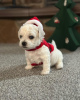 Photo №4. I will sell bichon frise in the city of Florida.  - price - 3500$