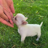 Photo №2 to announcement № 98528 for the sale of chihuahua - buy in Slovenia private announcement, from nursery, from the shelter, breeder
