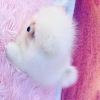 Photo №1. pomeranian - for sale in the city of Englefield Green | Is free | Announcement № 103689