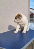 Additional photos: Central Asian Shepherd puppies