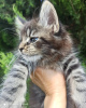 Photo №1. maine coon - for sale in the city of Kharkov | 28000$ | Announcement № 11771