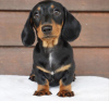 Photo №4. I will sell dachshund in the city of Chicago. private announcement - price - 500$