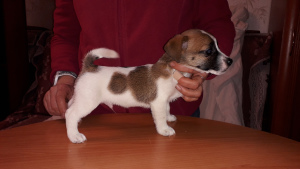 Photo №4. I will sell jack russell terrier in the city of St. Petersburg. private announcement - price - 305$