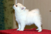 Photo №1. non-pedigree dogs - for sale in the city of Волхов | 286$ | Announcement № 87368