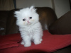 Photo №1. persian cat - for sale in the city of Брисбен | Is free | Announcement № 99058