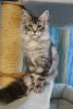 Photo №1. maine coon - for sale in the city of St. Petersburg | negotiated | Announcement № 10480