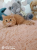 Photo №4. I will sell british longhair in the city of Lyubertsy. from nursery - price - 483$