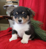 Photo №2 to announcement № 63530 for the sale of welsh corgi - buy in United States 