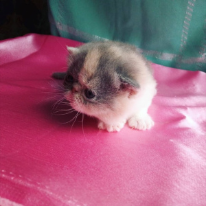 Photo №2 to announcement № 5886 for the sale of exotic shorthair - buy in Russian Federation breeder