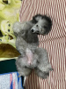 Photo №2 to announcement № 20399 for the sale of poodle (toy) - buy in Russian Federation private announcement