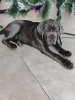 Photo №1. cane corso - for sale in the city of Balakovo | negotiated | Announcement № 82767