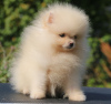 Photo №2 to announcement № 67263 for the sale of pomeranian - buy in Russian Federation private announcement, from nursery, breeder