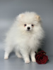 Additional photos: Pomeranian Spitz puppies.