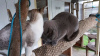 Photo №1. chartreux - for sale in the city of Paris | Is free | Announcement № 123147