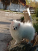 Photo №2 to announcement № 13944 for the sale of pomeranian - buy in Ukraine breeder