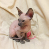 Photo №4. I will sell peterbald in the city of St. Petersburg. from nursery - price - negotiated