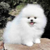 Photo №1. pomeranian - for sale in the city of Rostock | 350$ | Announcement № 118348