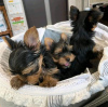 Photo №4. I will sell yorkshire terrier in the city of Роттердам. breeder - price - 423$