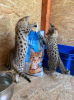 Additional photos: Savannah kittens available