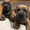 Photo №3. Cane Cstunning litter of came corso pups orso puppies For Adoption. United States