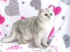 Photo №1. british shorthair - for sale in the city of Mogilyov | 1144$ | Announcement № 30214