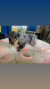 Photo №3. Dachshund puppies available now for sale. Germany