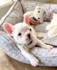 Additional photos: Adorable French Bulldog puppies for sale!