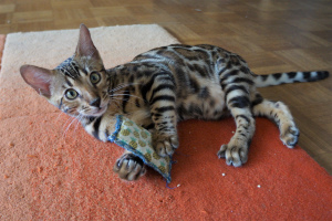 Photo №4. I will sell bengal cat in the city of Nuremberg. from nursery - price - 782$