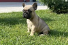 Additional photos: French bulldog puppies for sale