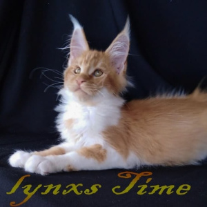 Photo №1. maine coon - for sale in the city of Москва | 272$ | Announcement № 3150