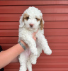 Photo №1. labradoodle - for sale in the city of Frances Green Farm | negotiated | Announcement № 121592