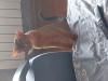 Photo №2 to announcement № 44920 for the sale of abyssinian cat - buy in Poland from nursery