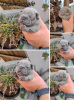 Additional photos: Exotic french bulldog puppies