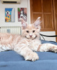 Photo №4. I will sell maine coon in the city of Berlin. breeder - price - 740$