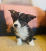 Photo №1. welsh corgi - for sale in the city of Зальцбург | 370$ | Announcement № 60320