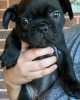 Photo №1. french bulldog - for sale in the city of Штутгарт | 380$ | Announcement № 127364