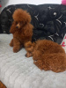 Additional photos: Red Poodle