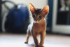 Photo №1. abyssinian cat - for sale in the city of Minsk | 581$ | Announcement № 18307