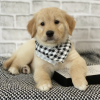 Photo №2 to announcement № 127691 for the sale of golden retriever - buy in United States breeder