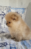 Additional photos: Pomeranian boy