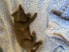 Photo №2 to announcement № 24000 for the sale of italian greyhound - buy in United States breeder