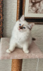 Photo №1. birman - for sale in the city of Minsk | negotiated | Announcement № 47056