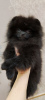 Photo №4. I will sell pomeranian in the city of Karlsruhe. private announcement - price - 2200$