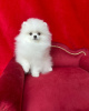 Photo №2 to announcement № 119130 for the sale of pomeranian - buy in Germany private announcement