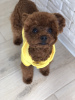 Photo №1. poodle (toy) - for sale in the city of Odessa | 3500$ | Announcement № 13874