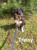 Photo №4. I will sell shetland sheepdog in the city of Kohtla-Järve. from nursery - price - negotiated